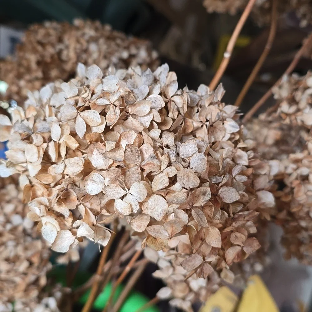 Bunch Dried Hydrangea Real Flowers Decor Bouquet